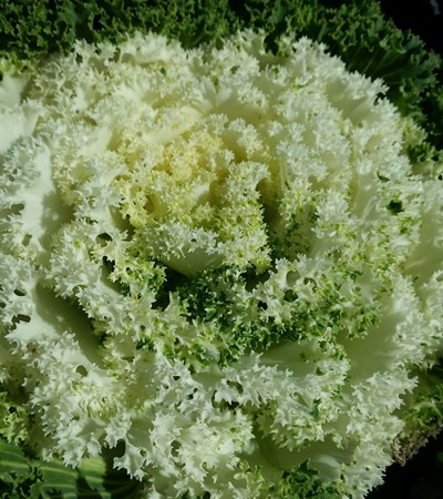 Kale White Kamome